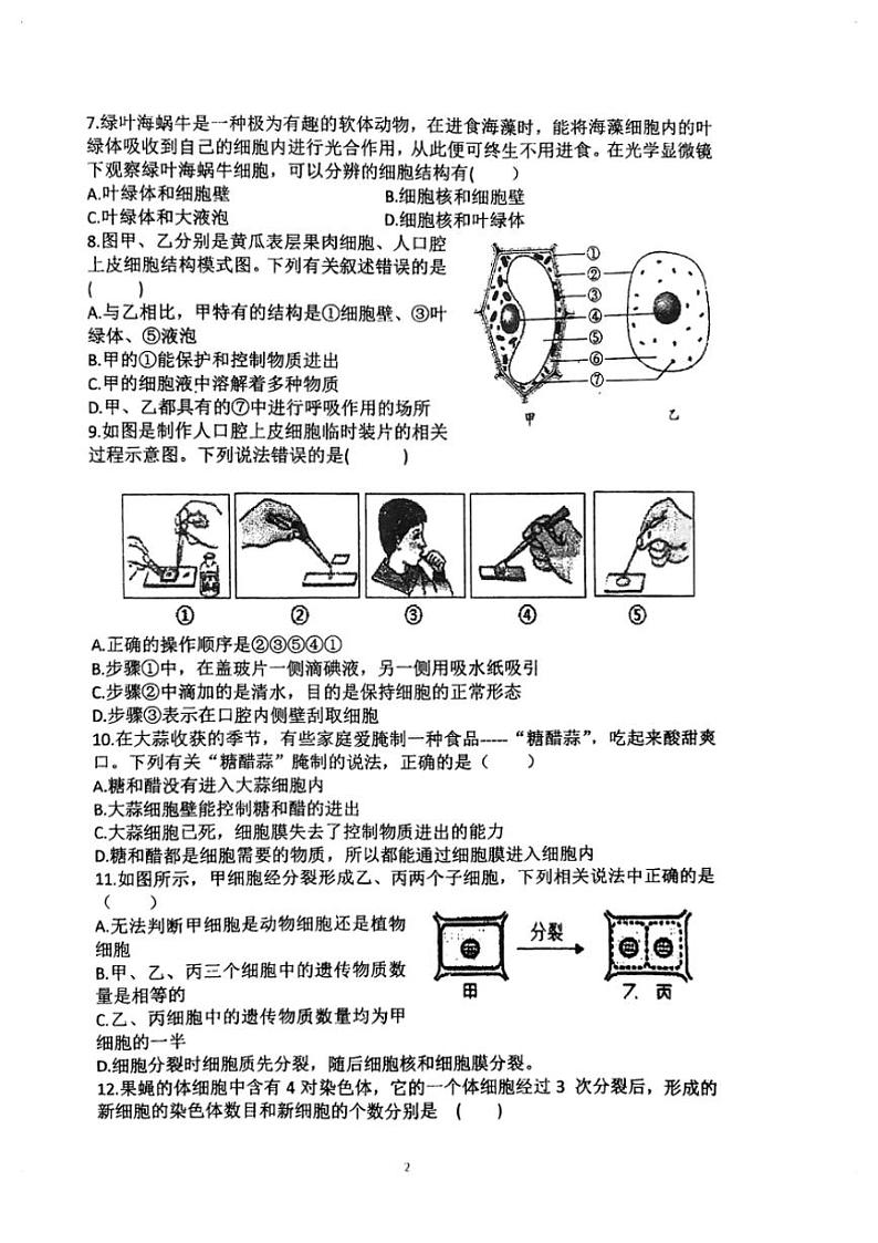 河南省漯河市实验中学2024～2025学年七年级(上)期中生物试卷(无答案)第2页