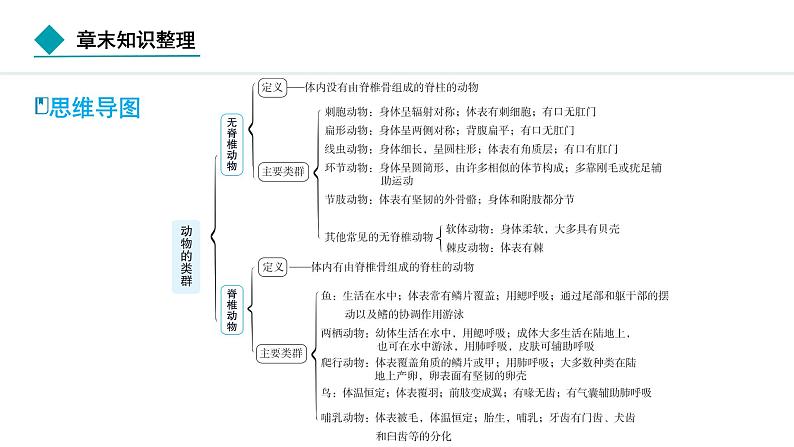 2024人教版生物七年级上册第二单元 第二章动物的类群  章末知识整理 习题课件ppt第2页