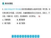 2024人教版生物七年級上冊第二單元多種多樣的生物第一章藻類與植物的類群第一章  章末知識整理 習題課件ppt