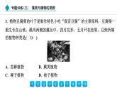 2024人教版生物七年级上册第二单元多种多样的生物第一章藻类与植物的类群专题训练(三)　藻类与植物的类群 习题课件ppt