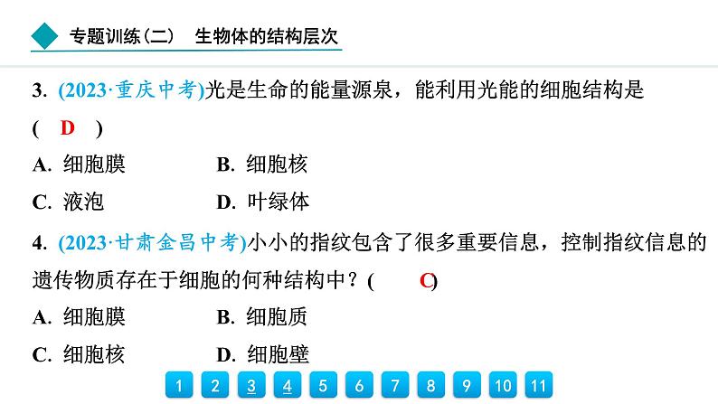 2024人教版生物七年级上册第三章从细胞到生物体专题训练(二)　生物体的结构层次 习题课件ppt第4页