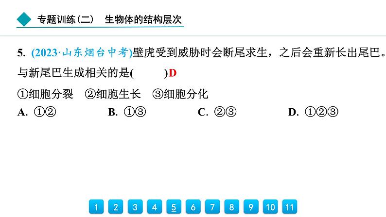 2024人教版生物七年级上册第三章从细胞到生物体专题训练(二)　生物体的结构层次 习题课件ppt第5页