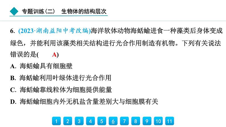 2024人教版生物七年级上册第三章从细胞到生物体专题训练(二)　生物体的结构层次 习题课件ppt第6页