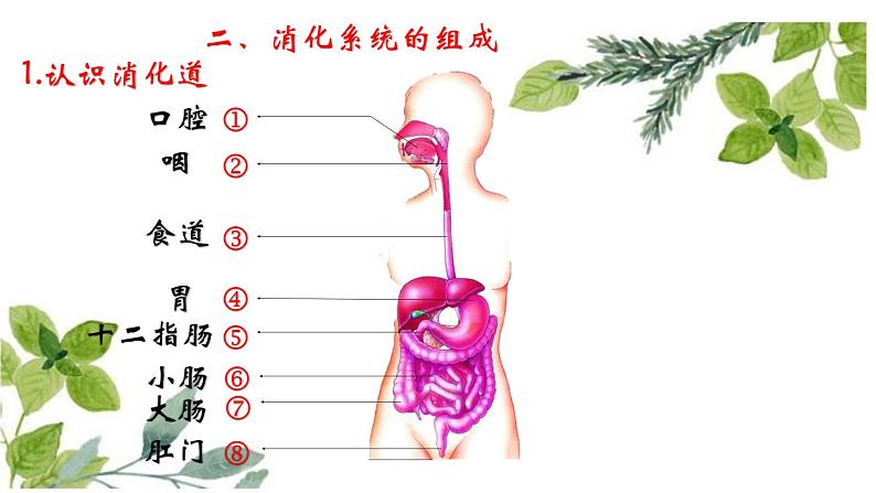 3.1.2消化和吸收课件2023-2024学年济南版初中生物七年级下册第8页