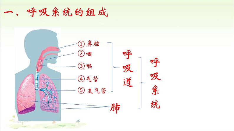 3.2.1人体与外界的气体交换课件-2023-2024学年济南版生物七年级下册第4页