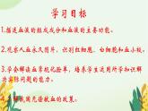 3.3.1物質(zhì)運輸?shù)妮d體課件-2023-2024學(xué)年濟南版生物七年級下冊