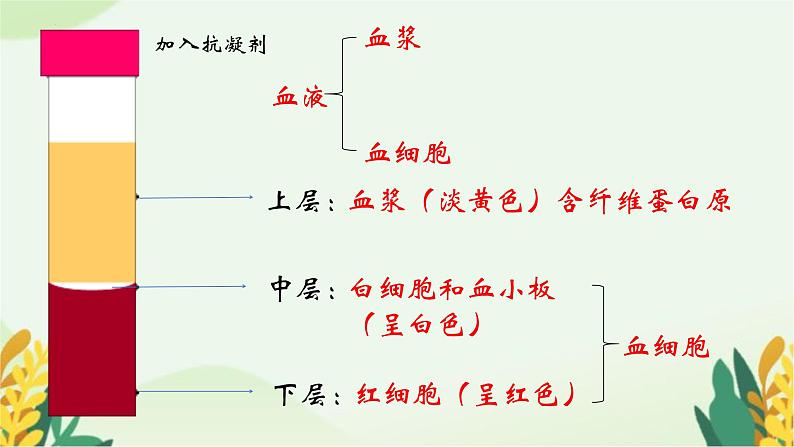 3.3.1物质运输的载体课件-2023-2024学年济南版生物七年级下册第6页