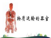 3.3.2物质运输的器官课件-2023-2024学年济南版生物七年级下册