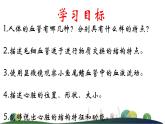 3.3.2物质运输的器官课件-2023-2024学年济南版生物七年级下册