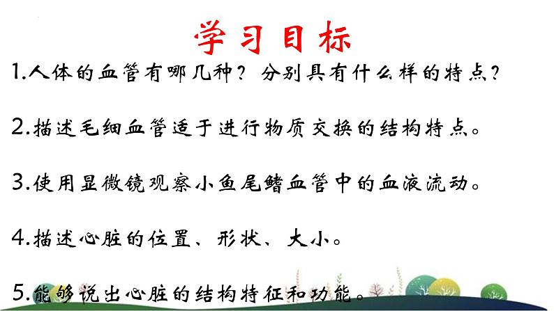 3.3.2物质运输的器官课件-2023-2024学年济南版生物七年级下册第2页