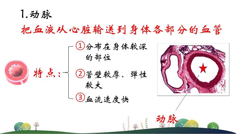 3.3.2物质运输的器官课件-2023-2024学年济南版生物七年级下册第8页