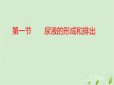 3.4.1尿液的形成和排出课件-2023-2024学年济南版生物七年级下册
