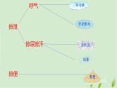 3.4.1尿液的形成和排出课件-2023-2024学年济南版生物七年级下册
