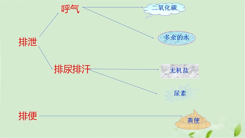 3.4.1尿液的形成和排出课件-2023-2024学年济南版生物七年级下册第3页