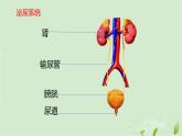 3.4.1尿液的形成和排出课件-2023-2024学年济南版生物七年级下册