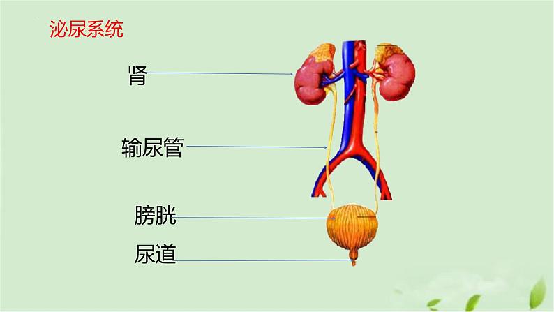 3.4.1尿液的形成和排出课件-2023-2024学年济南版生物七年级下册第4页