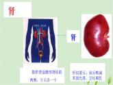 3.4.1尿液的形成和排出课件-2023-2024学年济南版生物七年级下册