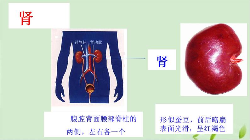 3.4.1尿液的形成和排出课件-2023-2024学年济南版生物七年级下册第5页