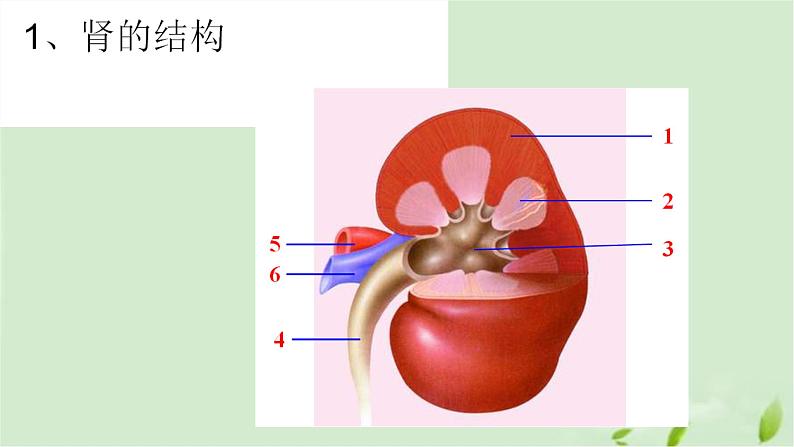 3.4.1尿液的形成和排出课件-2023-2024学年济南版生物七年级下册第6页