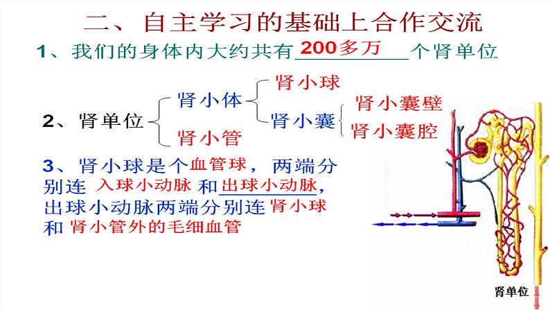 3.4.1尿液的形成和排出课件-2023-2024学年济南版生物七年级下册第7页