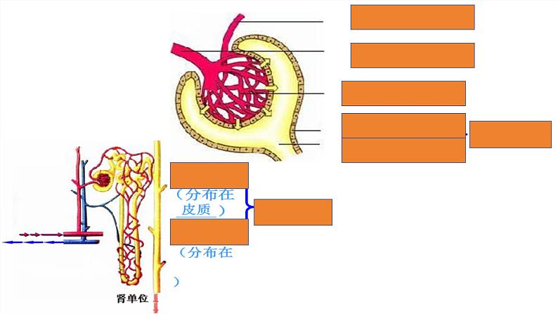 3.4.1尿液的形成和排出课件-2023-2024学年济南版生物七年级下册第8页