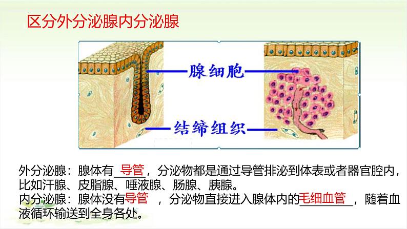 3.5.1人体的激素调节课件-2023-2024学年济南版生物七年级下册第3页