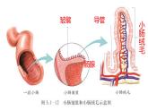 3.5.1人体的激素调节课件-2023-2024学年济南版生物七年级下册