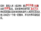 3.5.3神經(jīng)調(diào)節(jié)的基本方式課件-2023-2024學(xué)年濟南版生物七年級下冊