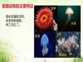 人教版八年级上册生物期末总复习课件