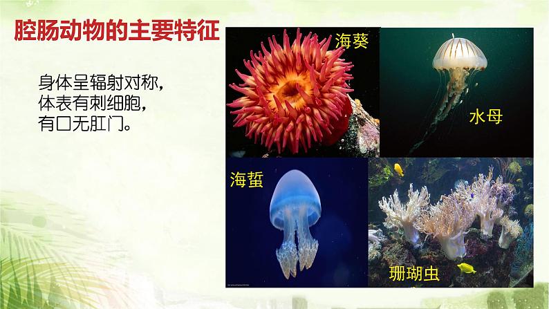 人教版八年级上册生物期末总复习课件第5页