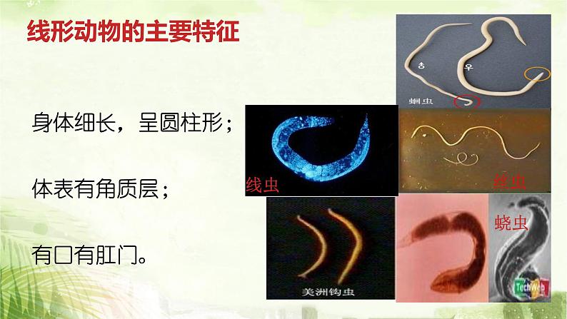 人教版八年级上册生物期末总复习课件第7页