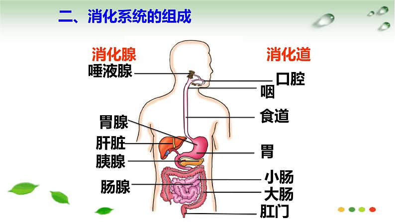 冀少版生物八年级上册第二单元 我们的身体与健康的生活 复习课件第3页