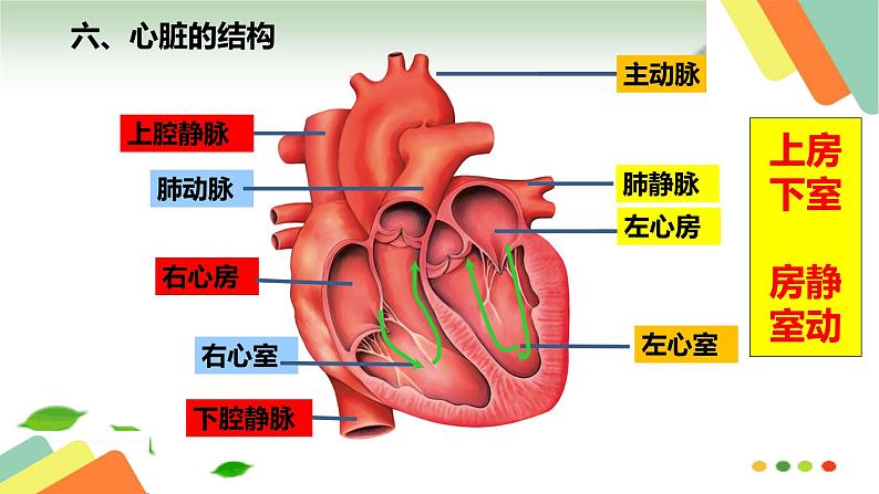 冀少版生物八年级上册第二单元 我们的身体与健康的生活 复习课件第8页