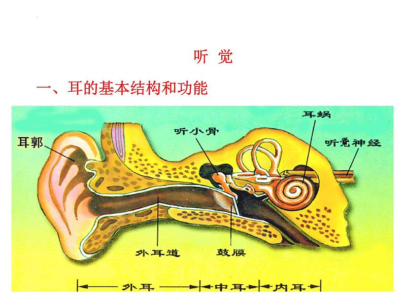 5.4人体对周围世界的感知-耳课件-2023-2024学年济南版初中生物七年级下册第5页