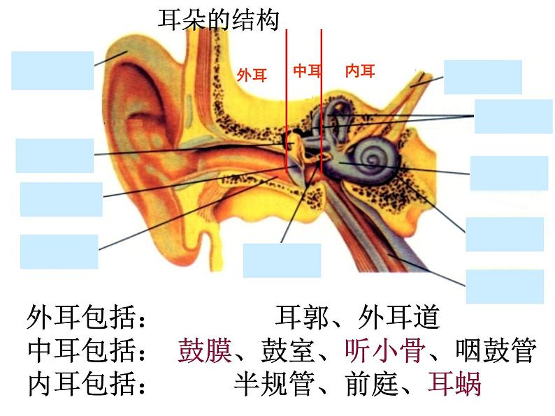 5.4人体对周围世界的感知-耳课件-2023-2024学年济南版初中生物七年级下册第7页