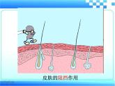 3.6.1 人体的免疫功能  课件-2023-2024学年济南版生物七年级下册