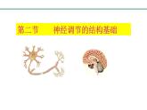 3.5.2神经调节的结构基础课件-2023-2024学年济南版生物七年级下册