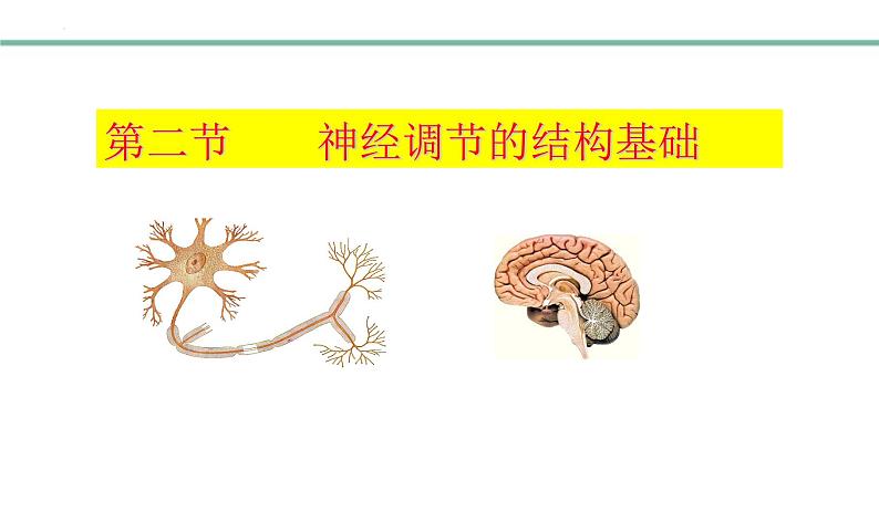 3.5.2神经调节的结构基础课件-2023-2024学年济南版生物七年级下册第1页