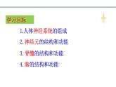 3.5.2神经调节的结构基础课件-2023-2024学年济南版生物七年级下册