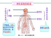3.5.2神经调节的结构基础课件-2023-2024学年济南版生物七年级下册