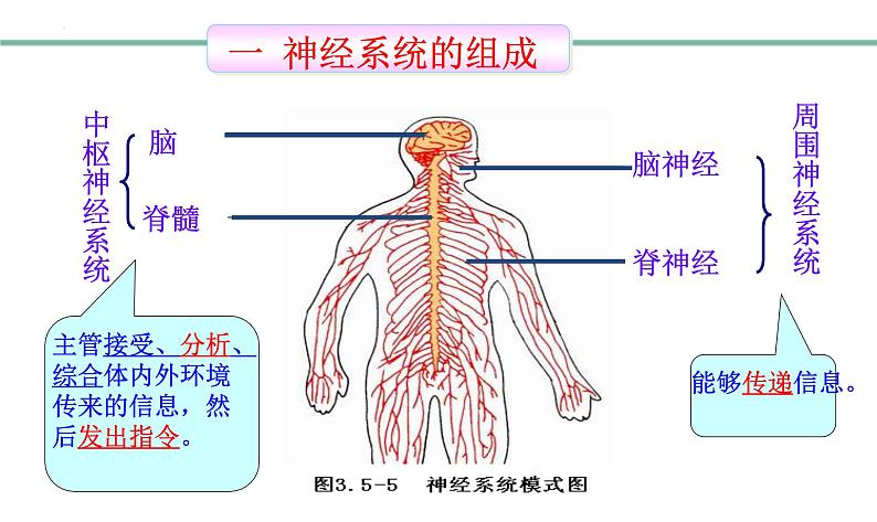 3.5.2神经调节的结构基础课件-2023-2024学年济南版生物七年级下册第3页