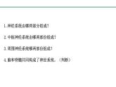 3.5.2神经调节的结构基础课件-2023-2024学年济南版生物七年级下册