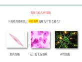 3.5.2神经调节的结构基础课件-2023-2024学年济南版生物七年级下册