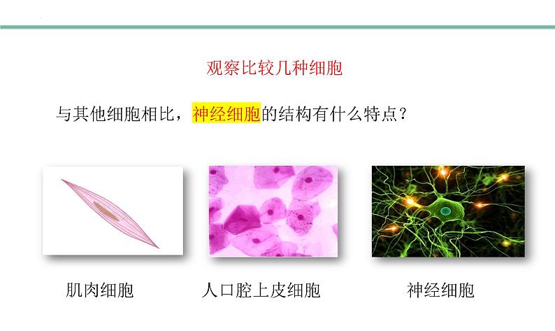 3.5.2神经调节的结构基础课件-2023-2024学年济南版生物七年级下册第5页