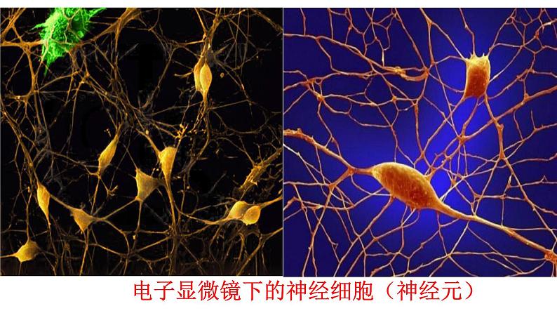 3.5.2神经调节的结构基础课件-2023-2024学年济南版生物七年级下册第6页