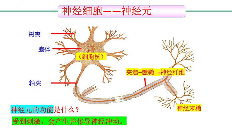 3.5.2神经调节的结构基础课件-2023-2024学年济南版生物七年级下册第7页