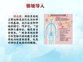 3.5.5神经系统的卫生保健课件-2023-2024学年济南版生物七年级下册.