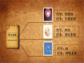 4.3.1呼吸道对空气的处理教学课件-2023-2024学年鲁教版五四制七年级生物上册