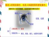 5.4人体对周围世界的感知课件2023--2024学年济南版生物七年级下册