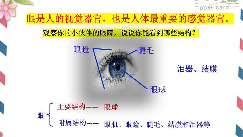 5.4人体对周围世界的感知课件2023--2024学年济南版生物七年级下册第4页